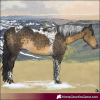 Horse Color:Buckskin Tobiano Rabicano 