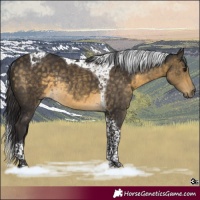 Horse Color:Buckskin Tobiano Rabicano 
