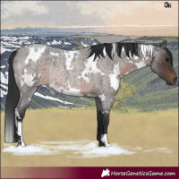 Horse Color:White Spotted Brown Roan Rabicano 