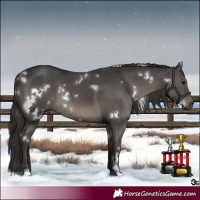 Horse Color:White Spotted Smoky Black Rabicano