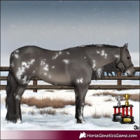 Horse Color:White Spotted Smoky Black Rabicano