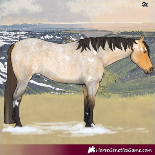 Horse Color:White Spotted Buckskin Roan Rabicano 