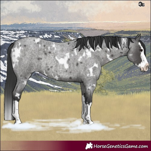 Horse Color:White Spotted Blue Roan Splash Rabicano 