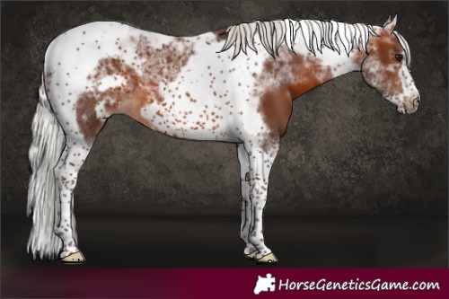 Horse Color:Silver Brown Tobiano Frame 