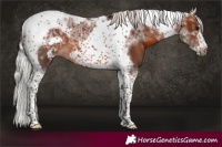 Horse Color:Silver Brown Tobiano Frame