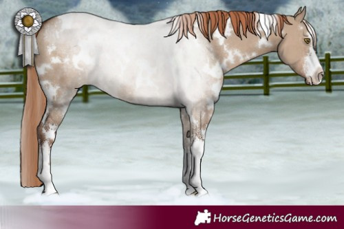 Horse Color:White Spotted Liver Red Dun 