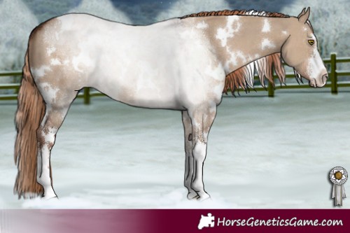 Horse Color:White Spotted Liver Red Dun 