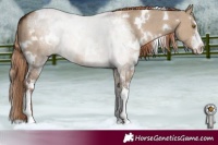 Horse Color:White Spotted Liver Red Dun 