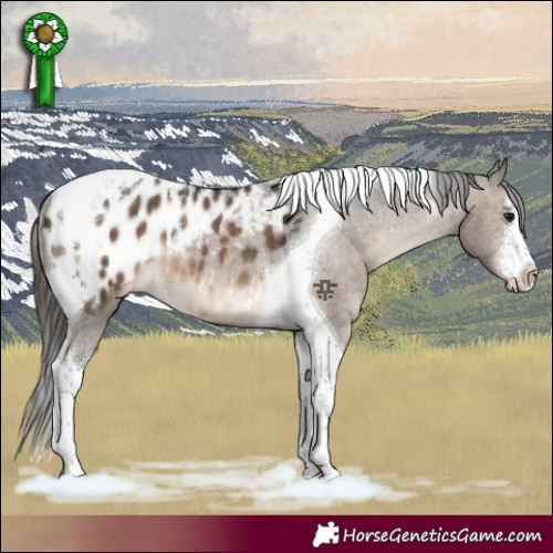 Horse Color:White Spotted Brown Dun Tobiano Appaloosa 