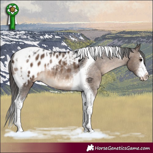 Horse Color:White Spotted Brown Dun Tobiano Appaloosa 