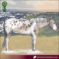 Horse Color:White Spotted Brown Dun Tobiano Blanket 