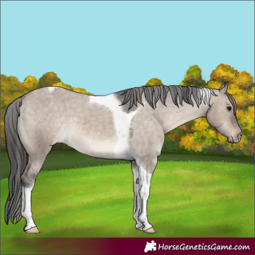 Horse Color:Brown Dun Tobiano Varnish 