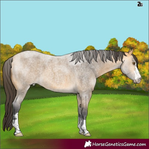 Horse Color:Buckskin Roan 