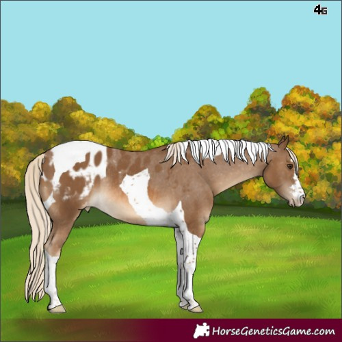 Horse Color:Chocolate Palomino Tobiano Appaloosa Rabicano 