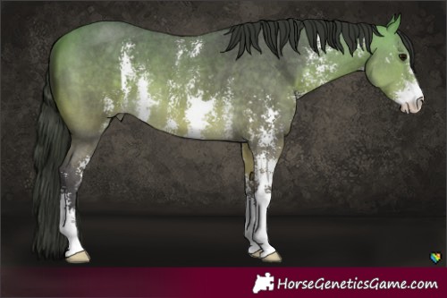 Horse Color:Buckskin Sabino 