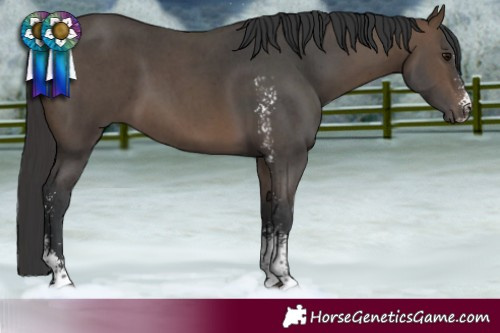 Horse Color:Bay Sabino 