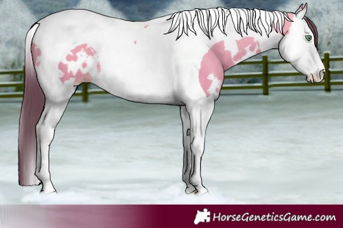 Horse Color:White Spotted Amber Cream Champagne Dun Splash Tobiano 