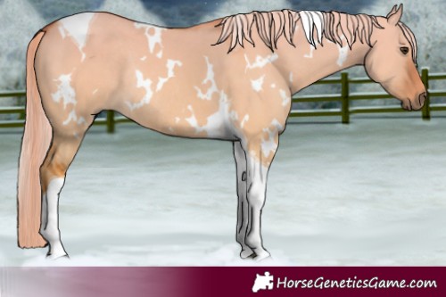 Horse Color:White Spotted Red Dun Tobiano Rabicano 