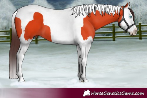 Horse Color:Bay Splash Tobiano 