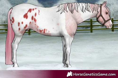Horse Color:Chestnut Tobiano Appaloosa 
