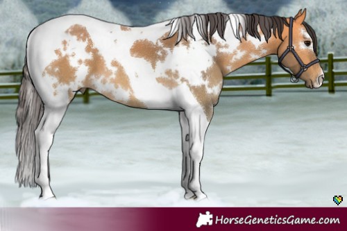 Horse Color:White Spotted Buckskin Tobiano 