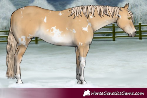 Horse Color:White Spotted Palomino Dun Tobiano 