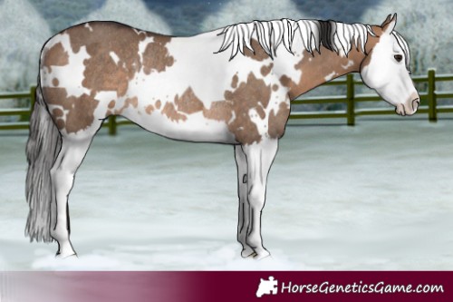 Horse Color:White Spotted Bay Dun Splash Rabicano 