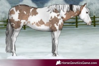 Horse Color:White Spotted Bay Dun Splash Rabicano