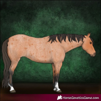 Horse Color:Bay Roan Tobiano 