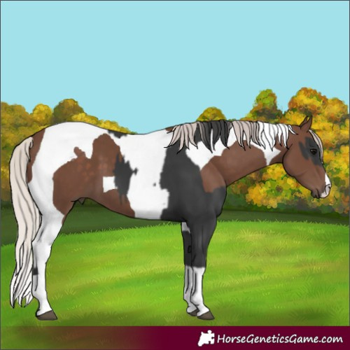 Horse Color:Black Tobiano and Silver Black Tobiano