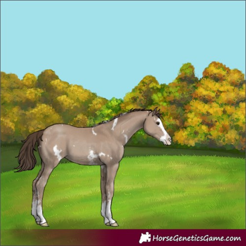 Horse Color:White Spotted Classic Champagne Sabino Splash 