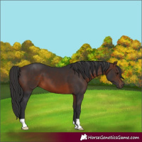 Horse Color:Brown 