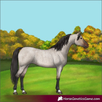 Horse Color:Brown Roan Dun 