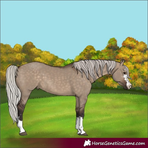 Horse Color:Silver Brown Dun