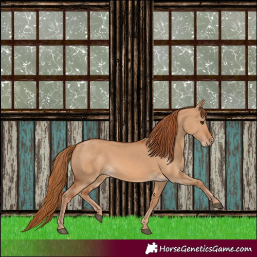 Horse Color:Red Dun 