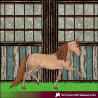 Horse Color:Red Dun 