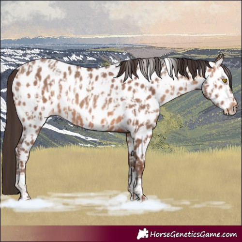 Horse Color:Sable Champagne Near Leopard  and Sable Champagne Near Leopard 