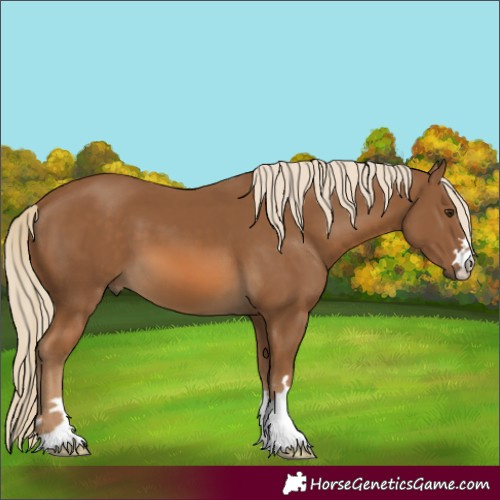 Horse Color:Chocolate Palomino 