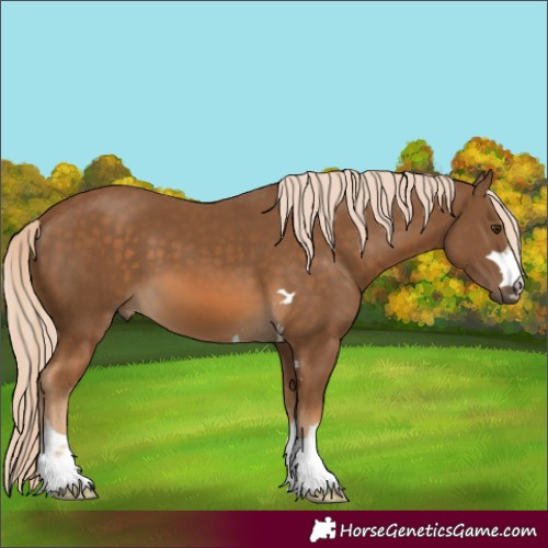 Horse Color:Unknown 