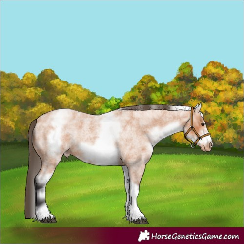 Horse Color:White Spotted Bay Roan Frame Varnish 