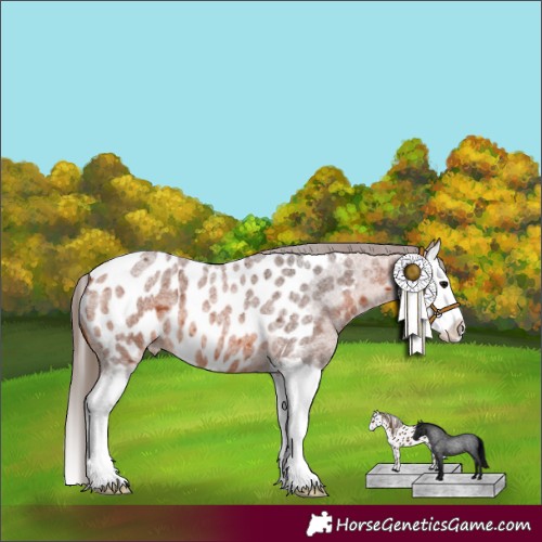 Horse Color:Bay Roan Splash Appaloosa 
