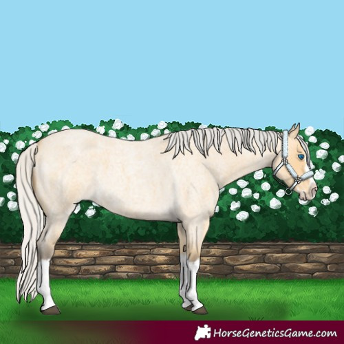 Horse Color:Silver Buckskin Roan Splash 