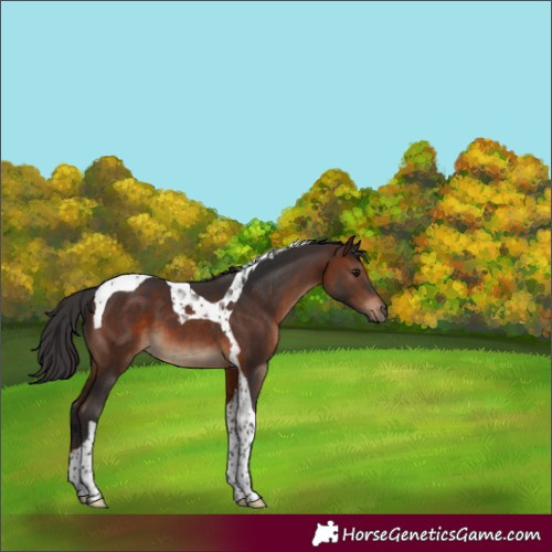 Horse Color:Brown Tobiano 