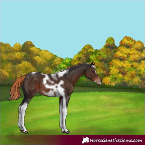 Horse Color:Liver Chestnut Tobiano Frame 