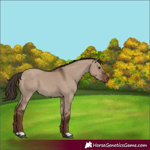 Horse Color:Liver Red Dun 