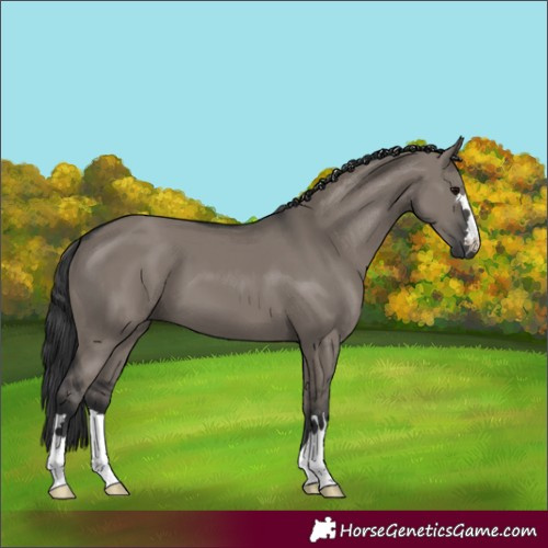 Horse Color:Grullo 