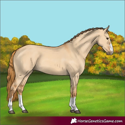 Horse Color:Red Dun 