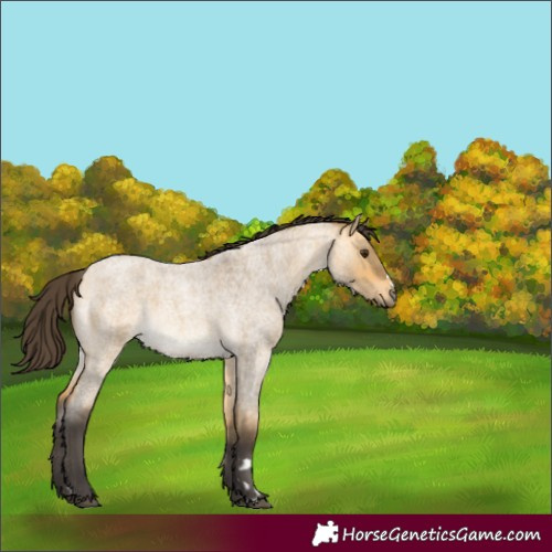 Horse Color:Buckskin Roan Dun 