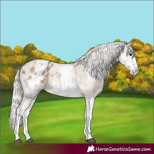 Horse Color:White Spotted Silver Grullo Appaloosa 