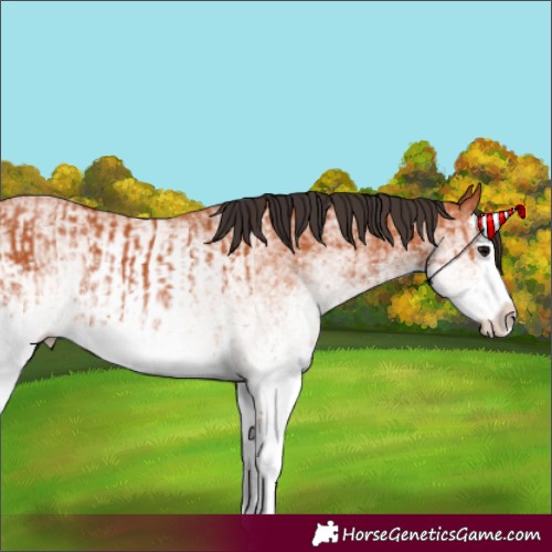 Horse Color:White Spotted Bay Splash and White Spotted Bay Splash
